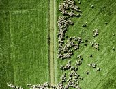 مزارعو أستراليا ونيوزلندا يستخدمون طائرات "الدرونز" فى رعاية الأغنام