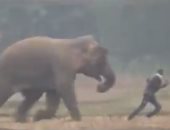 رجل هندى ينجو من الموت تحت أرجل فيل ضخم بأعجوبة "فيديو"