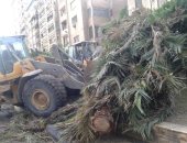 صور.. حى وسط الإسكندرية يرفع نخلة كبيرة سقطت وسط الشارع و3 حملات لإزالة الإشغالات