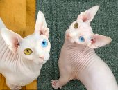 قطط فرعونية.. فتاة أمريكية تمتلك قطتين بعيون مختلفة الألوان..صور