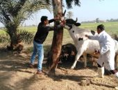 صور .. تحصين 414 ألف ماشية ضد الحمى القلاعية فى الشرقية