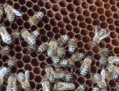 استخدام لدغات النحل فى علاج الأمراض بالوادى الجديد