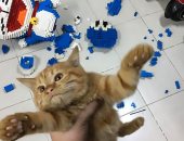 صانع ألعاب تايلاندى يكسب تعاطفا بعد تدمير قطة نموذجا بناه بـ2.232 مكعب ليجو