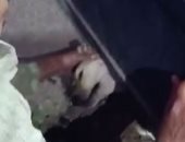 فيديو..  الحماية المدنية ببورسعيد تنقذ كلبا محتجزا أسفل بوابة كلية التجارة 