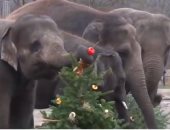 فيديو.. حديقة الحيوان فى برلين تنظم احتفالات خاصة للحيوانات فى عيد الميلاد