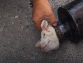 شاهد عملية إنقاذ كلب صغير من داخل أنبوبة حديدية فى تايلاند