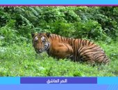 "كلام ستات" يعرض فيديو لنمر بالهند يقطع 1300 كيلو متر من أجل حبيبته