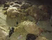 صور.. بيطرى الوادى الجديد يحقق فى واقعة نفوق جماعى لــ72 رأس أغنام