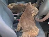 أسترالى يحول سيارته لمستشفى لإسعاف حيوانات الكوالا من حرائق الغابات ..فيديو