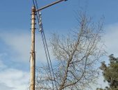 سقوط شجرة على أسلاك الكهرباء بطريق "زفتى - العجزية" بسبب الرياح الشديدة..صور
