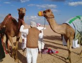 وصول ثانى دفعة هجن إماراتية للمشاركة فى مهرجان شرم الشيخ