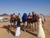 تنظيم مهرجان الهجن فى شرم الشيخ من 16 إلى 18 يناير الجارى