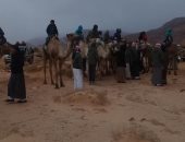 انتهاء فعاليات سباق "الزلقة" للهجن بجنوب سيناء.. صور