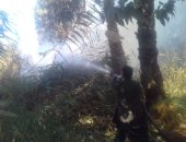 السيطرة على حريق بـ15 فدان مانجو ورمان بأسيوط