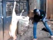فيديو.. إنسان بلا قلب.. أفريقى يعلق كلبين بالحبال ويعذبهم ضربا بـ"الخرزانة"