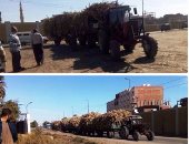 "الفلاحين":  قرار حظر استيراد السكر يحمى الصناعة المحلية من الانهيار   