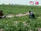 مباشر قطر: المافيا القطرية تتجار فى المخدرات للنفاق على الجماعات الإرهابية