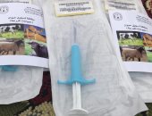 صور.. تركيب 1000 شريحة إلكترونية للهجن المشاركة بمهرجان سباق شرم الشيخ