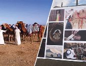 مدينة السلام تستقبل مهرجان سباق الهجن.. شرم الشيخ تستعد لعروض هجن وتراث الإمارات.. استعراضات على ظهور الإبل.. والحرف والمأكولات الشعبية حاضرة.. والبلد الشقيق يهدى مصر "فحول" لإنتاج سلالات "جمال السباقات".. صور