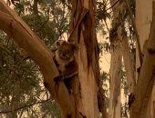 الكوالا سعيدة بالعودة لموطنها فى غابات استراليا × 5 صور