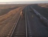 ماشى بيتمخطر.. جمل يسير على القضبان ويعطل حركة سير قطار فى روسيا "فيديو"