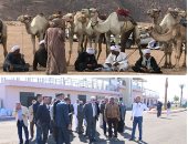 قوافل الهجن تواصل قدومها من كل محافظات مصر لشرم الشيخ.. الهجانة يستعدون لمشاركة قوية بمهرجان شرم الشيخ التراثى برعاية الإمارات.. ومحافظة جنوب سيناء ترفع الطوارئ استعدادا لاستقبال ضيوف المهرجان.. صور