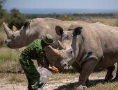 بالحقن المجهرى.. هكذا يحاول العلماء إنقاذ وحيد القرن الأبيض من الانقراض