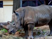 تكنولوجيا خلايا جذعية تجدد آمال إحياء سلالة منقرضة من وحيد القرن الماليزي