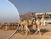 52 من الهجن المصرية تشارك فى أشواط افتتاح مهرجان شرم الشيخ التراثى