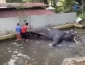 صرخة ألم.. رد فعل مؤلم من فيل يضربه حارسه بوحشية فى سريلانكا.. فيديو
