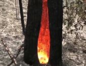 النيران تأكل قلوب الأشجار رغم السيطرة على حرائق غابات أستراليا.. فيديو