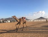 انطلاق فعاليات ثانى أيام سباقات الهجن بمضمار شرم الشيخ .. فيديو وصور
