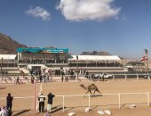 ننشر نتائج أشواط الفترة الصباحية لثانى أيّام سباق الهجن بشرم الشيخ 