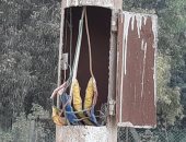 "سيبها علينا" .. عمود كهرباء مكشوف بشارع 250 بالمعادى يهدد المارة 