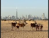 لقطات رائعة لصحراء دبى والحيوانات البرية بعدسة ولى العهد.. صور