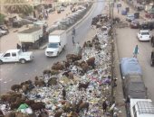 انتشار القمامة والكلاب الضاله بحى عزبة النخل بالقاهرة