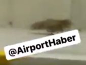 فيديو.. ثعلب يثير الفزع فى مطار إسطنبول الجديد