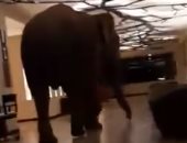 شاهد.. فيل يتجول بين غرف نوم فندق 5 نجوم فى سريلانكا