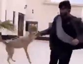 ذئب ينقذ صديقه من أيدي "ذئب".. عبد الرحمن العنزى ضحية تربية الحيوانات الشرسة