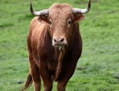 إصابة 3 إثر هروب ثور هائج من مزرعة إلى أحد بيوت المواطنين فى الإمارات