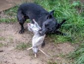 صور.. كلاب تصطاد 700 فأر فى مزرعة خلال يوم واحد ببريطانيا