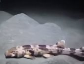 مبتهددش الإنسان.. 4 أنواع جديدة من سمك القرش تستخدم زعانفها للمشى فى المياه