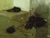 قارئ يشكو انتشار الكلاب الضالة في شارع المدرسة بعزبة النخل