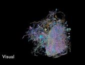 باحثون يرسمون 20 مليون نقطة ربط بخريطة 3D لدماغ ذبابة الفاكهة × 200 ألف ساعة