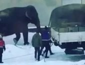 فيل وأنثاه يهربان من السيرك للتنزه وسط ثلوج مدينة روسية.. اعرف التفاصيل