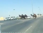 فيديو.. حادث فى محافظة الخرج السعودية بسبب الإبل