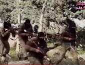 شاهد.. مباشر قطر تكشف رواتب مرتزقة طرابلس وخلافهم مع السوريين