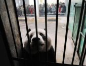 برلين تجمع التبرعات لحيوانات أوكرانيا.. 20 ألف كيلو علف لدعم حدائق حيوان كييف 