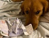 كلب ينقذ صاحبته من السفر لبؤرة تفشى "كورونا"