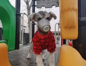 أقنعة للكلاب بعد تحذيرات من احتمال نقل كورونا بين الحيوانات.. صور